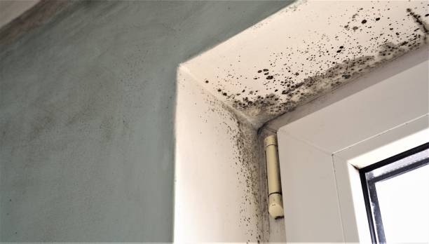  Lewisburg, WV Mold Removal Pros