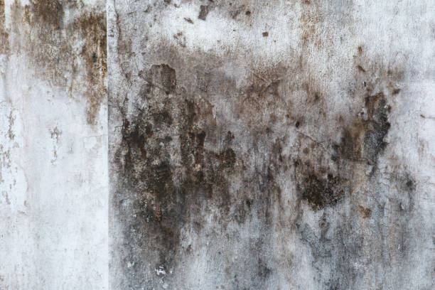 Best Water Damage & Mold Remediation  in Lewisburg, WV