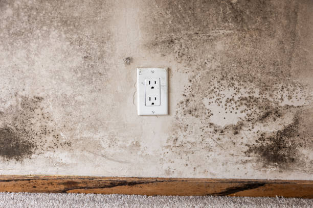 Best Mold Prevention Services  in Lewisburg, WV