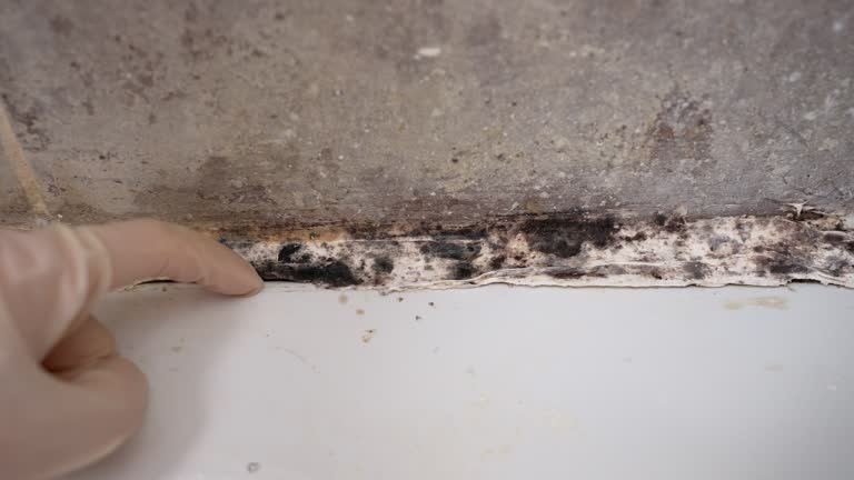 Best Comprehensive Air Testing for Mold Contaminants  in Lewisburg, WV