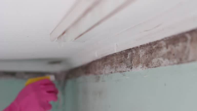 Best Mold Removal for HVAC Installations  in Lewisburg, WV